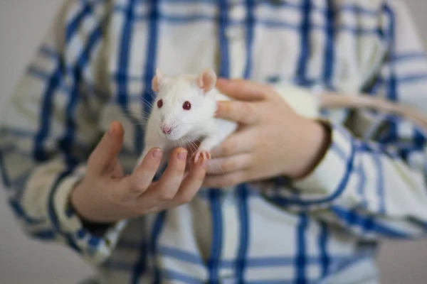 Um menino está segurando um rato branco. Rato na palma da mão de perto . — Fotografia de Stock
