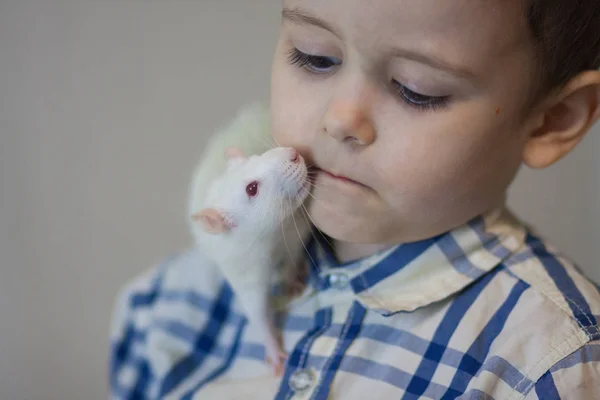 Una rata blanca huele la cara de un niño. Amistad entre hombre y animal . —  Fotos de Stock