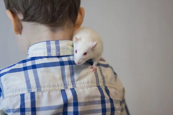 Una rata blanca se sienta en el hombro de un niño pequeño. El bebé está jugando con el ratón . —  Fotos de Stock