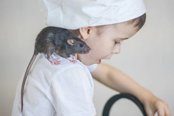 El concepto de un joven cocinero. Una rata gris se sienta en el hombro de un —  Fotos de Stock