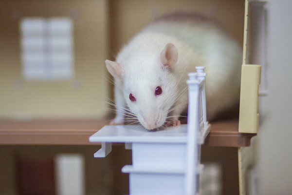 The concept is to buy a ladder. New staircase. White rat.