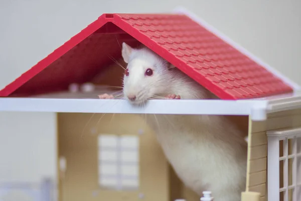 Le concept d'abri pour animaux. Hébergement pour animaux domestiques. Rat blanc . — Photo