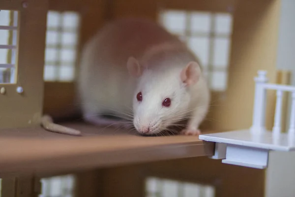 Dom koncepcyjny dla myszy. Apartament dla szczurów. Biały szczur. — Zdjęcie stockowe