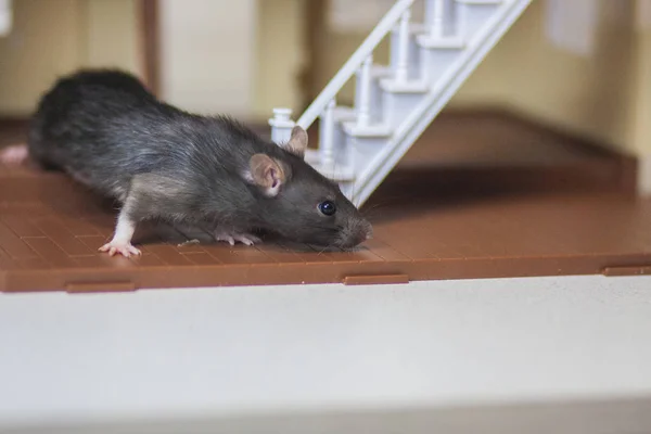 Grå mus. Grå råtta mus i huset. Oväntad gäst. — Stockfoto