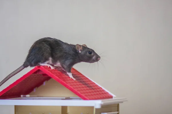 El concepto de comprar un techo. Nuevo techo. Material para el techo . — Foto de Stock