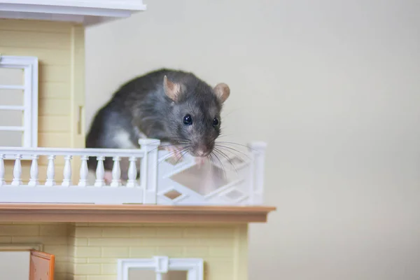 Concept buy a balcony. New balcony. Balcony repair. Gray rat. — Stock Photo, Image