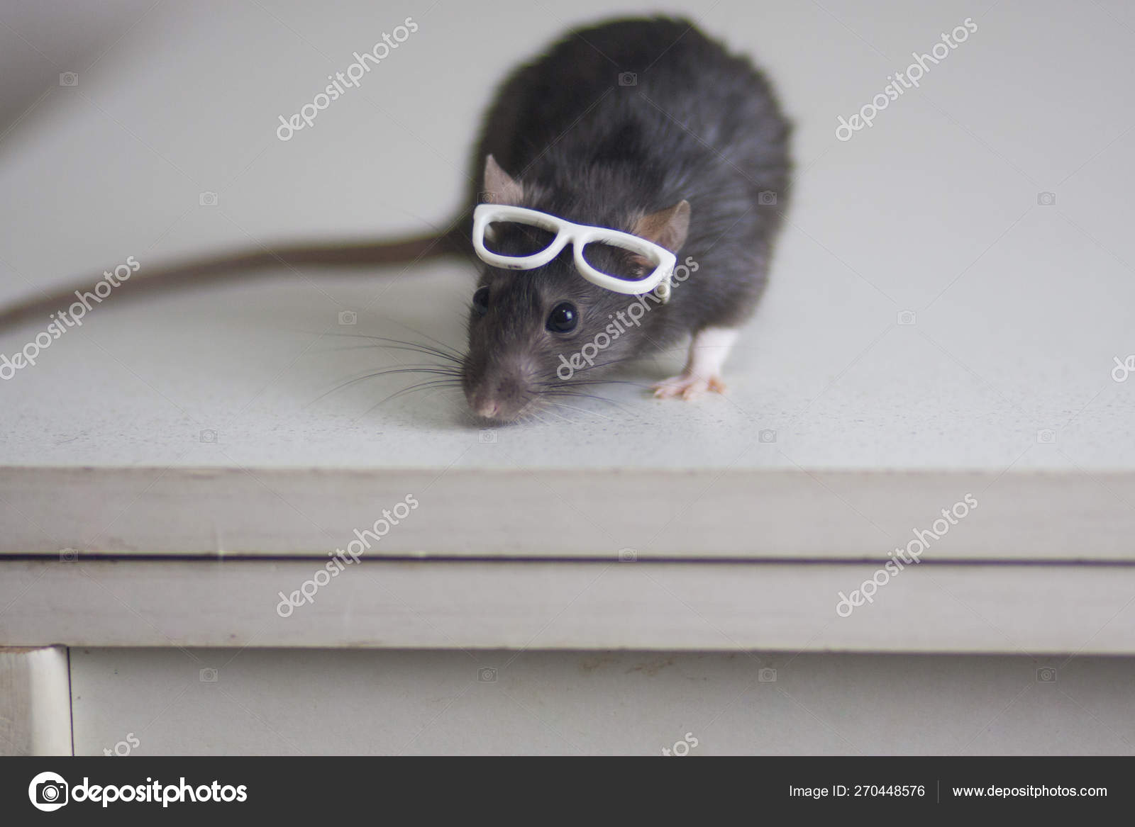Зрение мыши. Крыса в очках. Мышь в очках. Мышь с очками. Миша в очках.