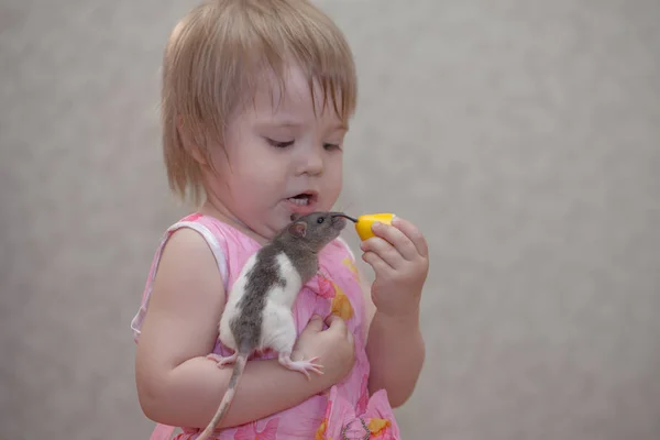 Le petit bébé nourrit la souris. Fille jouer avec un rat . — Photo