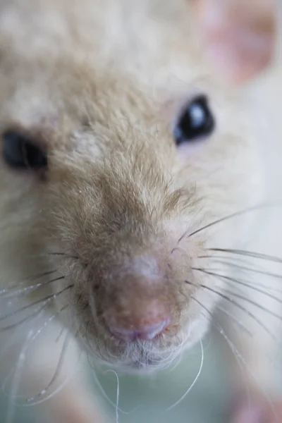 Gros plan sur le rat museau. Le nez de la souris avec une moustache . — Photo