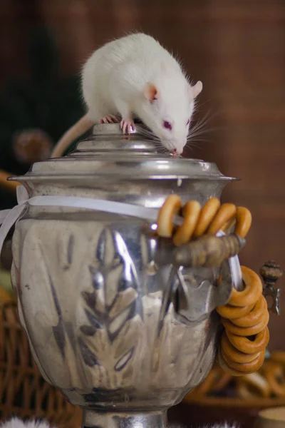 Begreppet tedrickande. Råtta med en Samovar. — Stockfoto