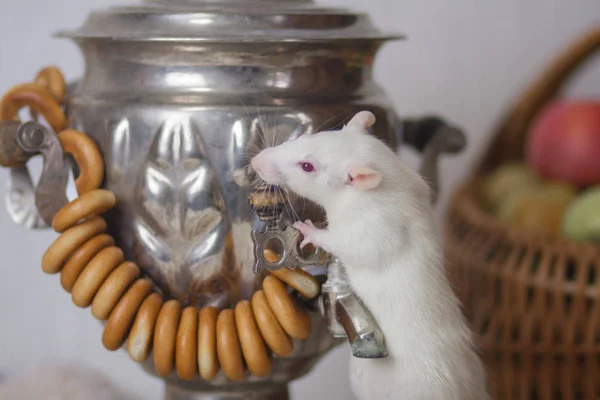 Biały szczur z samowarem. Mysz robi herbatę.. — Zdjęcie stockowe