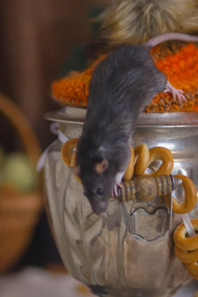 Le concept d'une partie de thé de souris. Un rat rampe sur un samovar . — Photo