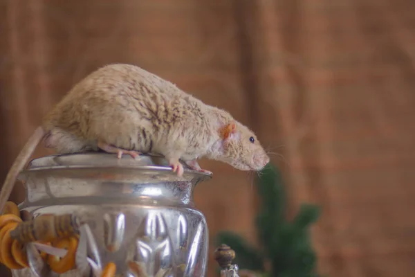 La souris est assise sur un samovar. Le rat est monté sur la table . — Photo