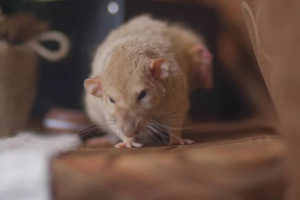 Beige rat closeup. White mouse in full face. — Stock Photo, Image
