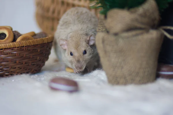 Le concept de voleur. Rat sur la table. La souris vole de la nourriture . — Photo