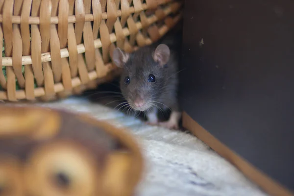 Concept de faim. Le rat veut manger. La souris regarde la nourriture . — Photo