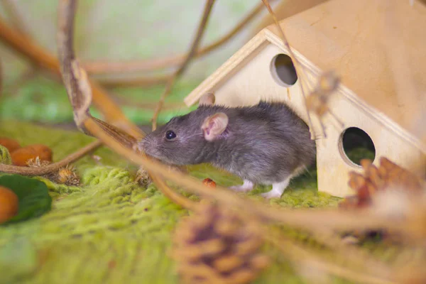 The concept of walking. The mouse left the house. — Stock Photo, Image