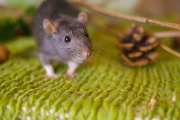 Gray rat close up. Cute mouse looks. — Stock Photo, Image