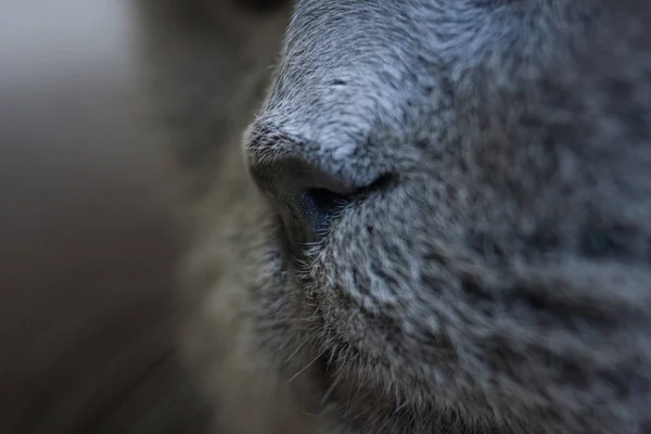 The concept of the scent. Cat face close-up. Big grey cat. Cat's nose. — Stock Photo, Image