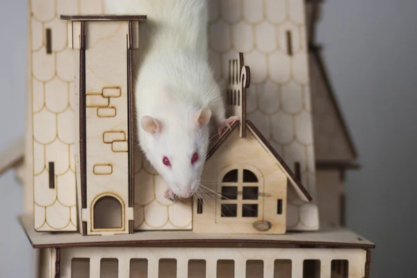 White rat in a wooden house. Mouse Palace.