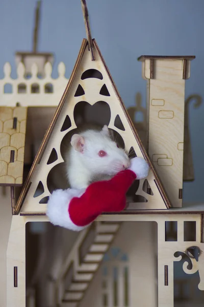 Souris blanche avec maison en bois. Le rat est un symbole du Nouvel An chinois . — Photo