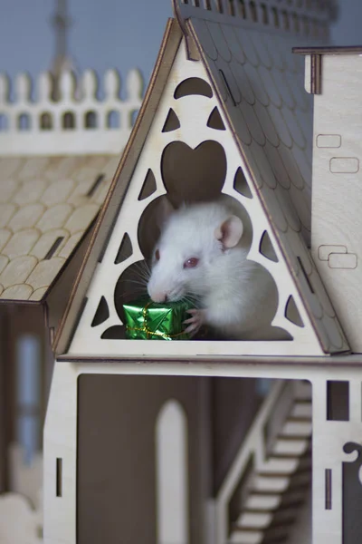 Vit mus i ett trähus. Råtta med en gåva i tassarna. — Stockfoto