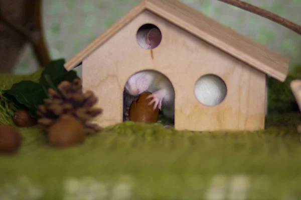 Das Konzept eines gemütlichen Zuhauses. Ratte sitzt im Haus. — Stockfoto