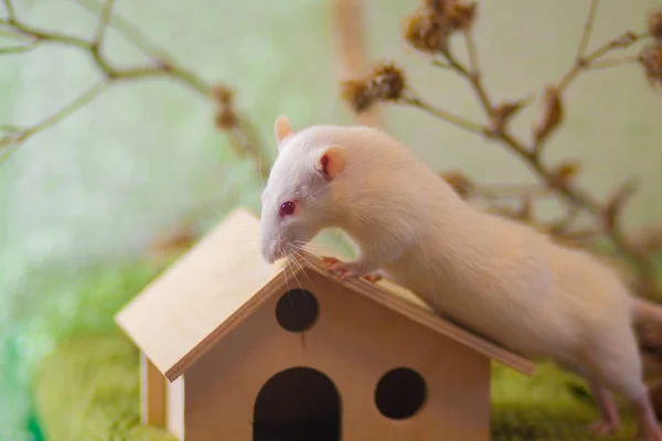 Белая крыса сидит на крыше дома . — стоковое фото
