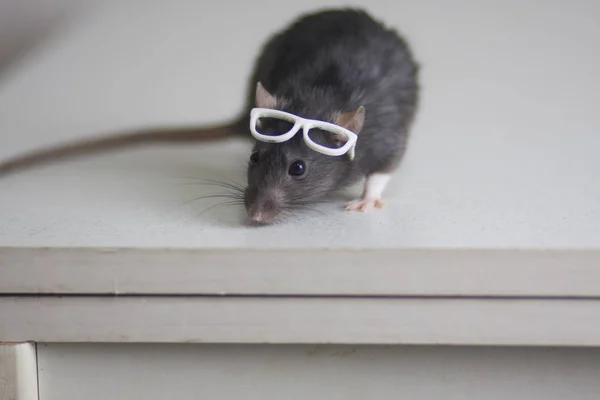Koncept av sinnet. Råtta med glasögon på huvudet. — Stockfoto