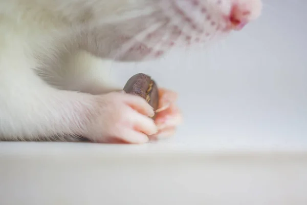 Begreppet smak. Råtta hållande en kaffebönan. — Stockfoto