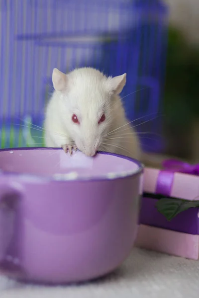 Le concept de dégustation. Souris essayer la nourriture. Un rat avec une tasse . — Photo