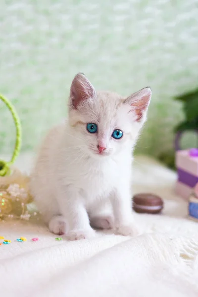 Güzel bir kedi yavrusu yakın çekim. Yeşil arka plan üzerinde beyaz kedi.