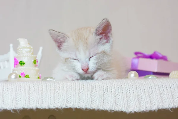 El concepto de sueños. Un pequeño gatito durmiendo . — Foto de Stock