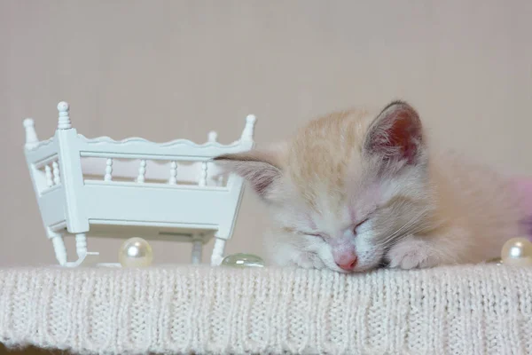 El concepto de sueño. Un pequeño gatito durmiendo . — Foto de Stock