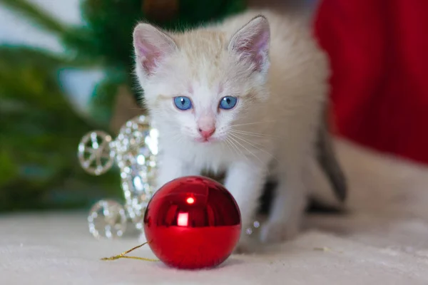 Маленький котенок с рождественской игрушкой. Кошка на елке . — стоковое фото