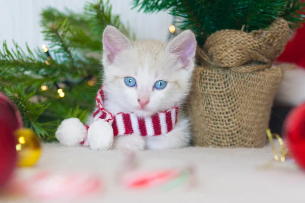 Новогодний котёнок. Кошка в шарфе на фоне дерева . — стоковое фото