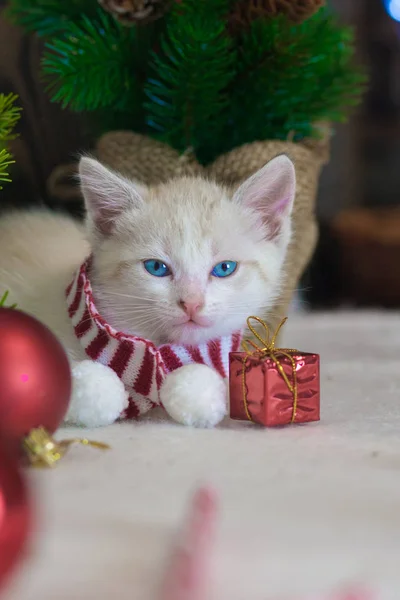 새해의 고양이 기호입니다. 축제 동물. — 스톡 사진