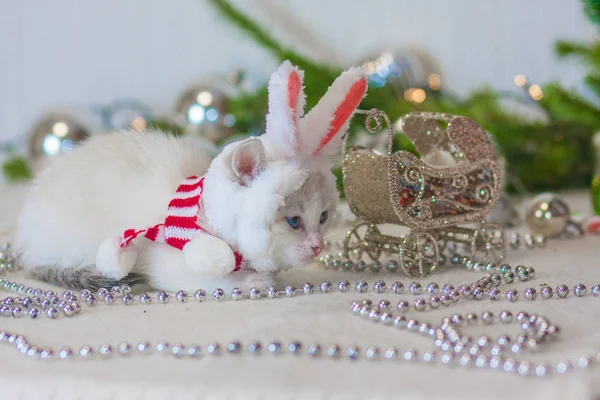 Animais de Natal. O gato em orelhas de coelho. Um gatinho de traje de coelho . — Fotografia de Stock