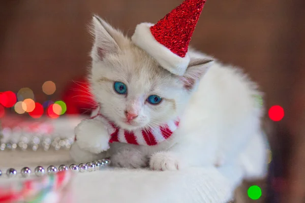 Кошка в рождественской кепке. Котенок в костюме Санты . — стоковое фото