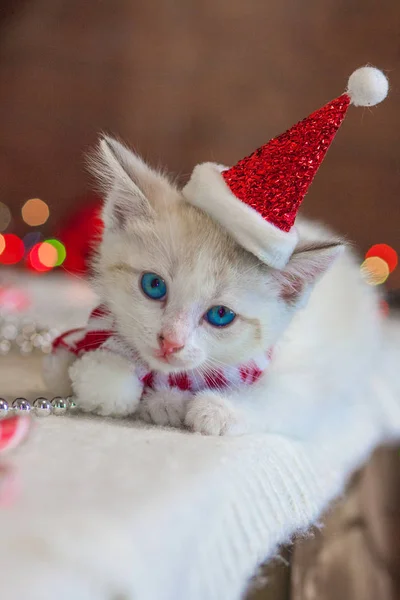 Weihnachtskatze. Kätzchen in Weihnachtsmütze. — Stockfoto