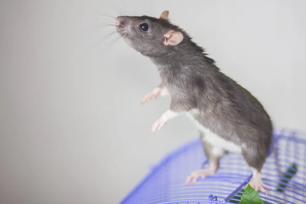 Dekorativa råtta, grå mus sitter på buren. — Stockfoto