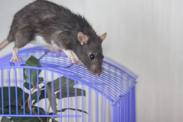 Grå råtta närbild. Musen kryper runt buren. — Stockfoto