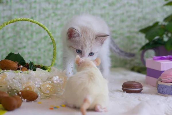 Concepto de amistad. El gatito huele el ratón . — Foto de Stock