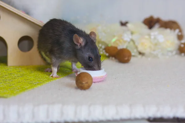 A patkány eszik dió. Szürke egér rágja élelmiszer. — Stock Fotó