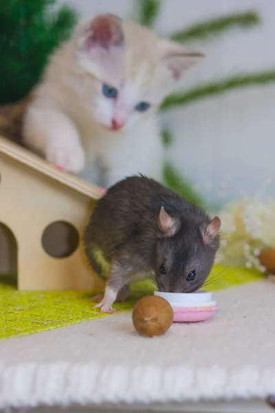 Het concept van de jacht. De kat kijkt naar de muis. — Stockfoto