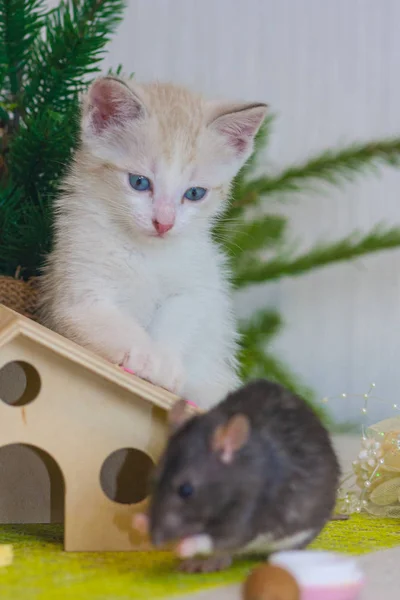 Gözlem kavramı. Kedi fare avlar. — Stok fotoğraf