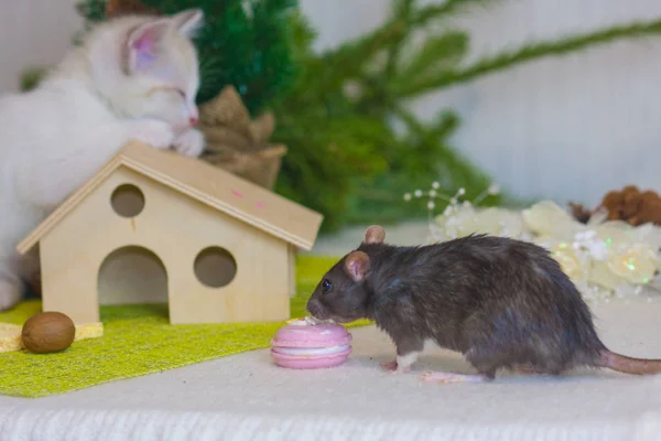 Gatinho e rato perto da árvore de Natal. Roedor e predador . — Fotografia de Stock