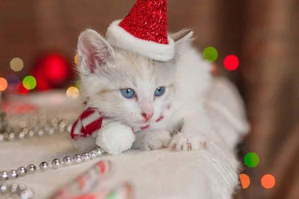 New Year\'s animals. Cat in Santa costume.