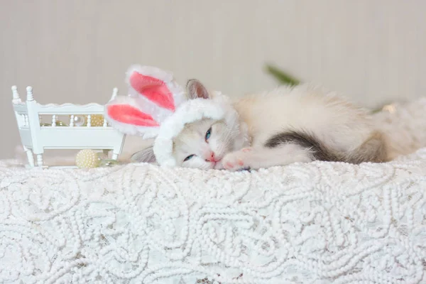Tavşan kulaklı kedi yavrusu. Tavşan kostümlü kedi. — Stok fotoğraf