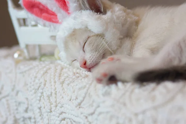 El concepto de un dulce sueño. Gatito en orejas de conejo . — Foto de Stock